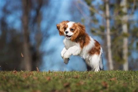 Cavalier King Charles Spaniel Dog Breed Complete Guide Az Animals