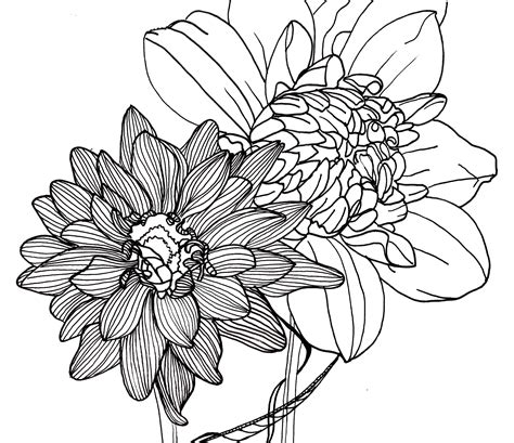 Line Drawing Flowers Dahlias Flower Line Drawings Flower Drawing