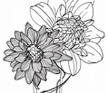 line drawing - flowers - dahlias | Flower line drawings, Pretty flower ...