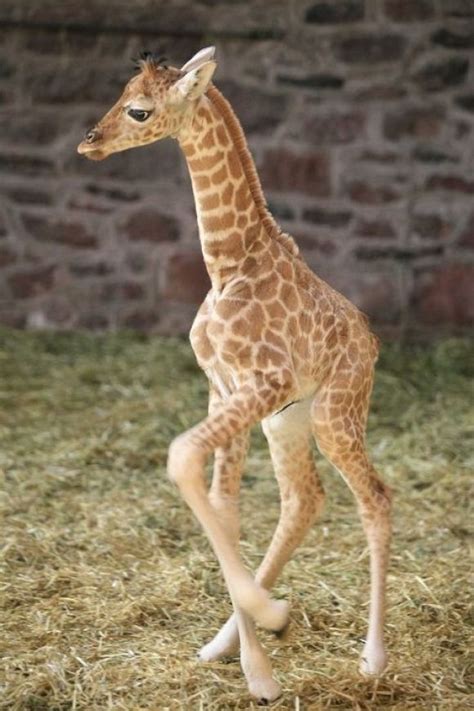 Giraffe Dance Cutest Paw Look At Those Legs Giraffe Cute Baby