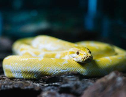 The types of hognose snakes available as pets. A Guide to Caring for Hognose Snakes as Pets