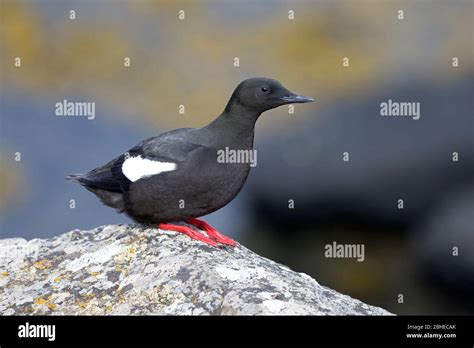 Black Guillemot Cepphus Grylle Stock Photo Alamy