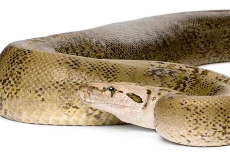 Top 20 Burmese Python Morphs With Pictures