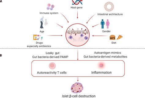 Major Factors Affecting Gut Microbiome Composition And Their Roles In
