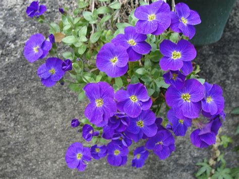 Free Images Flower Blue Aubretia Purple Flowering Plant Flora
