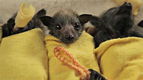 Rescued Fruit Bat Pup From Australia Zooborns Zooborns Bat Bat Wrap