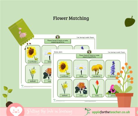 Flowers Matching Or Sequence Cards Apple For The Teacher Ltd