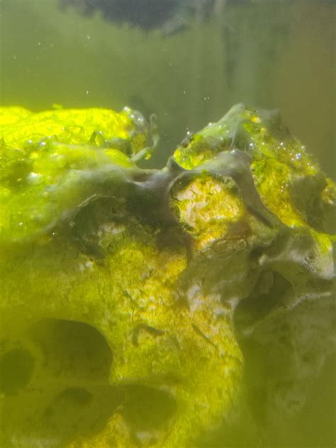 does anyone know this particular variant of algae r plantedtank