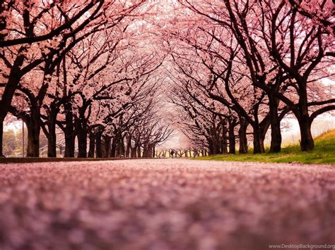 Landscape Cherry Blossom Trees Path Nature Wallpapers