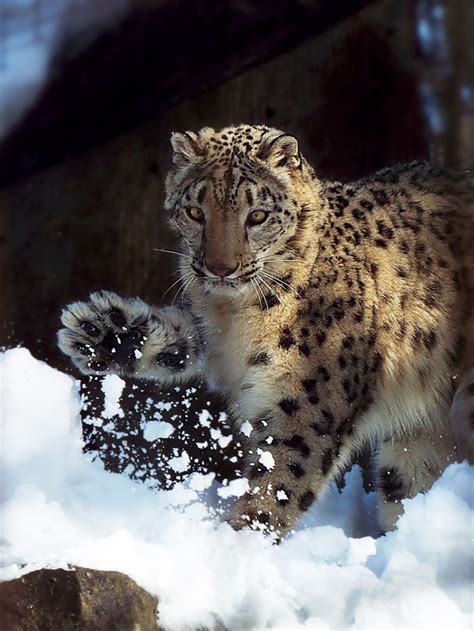 Snow Leopards National Geographic Channel