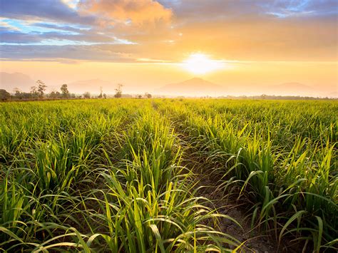 Chbagro Como Planejar O Plantio De Cana De Açúcar Com Maior Eficácia
