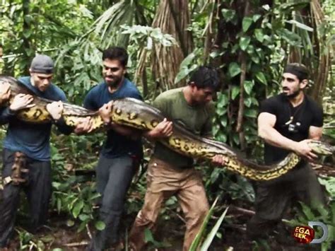 Expert New Discovery Show About Man Eaten Alive By A Snake Is Nonsense