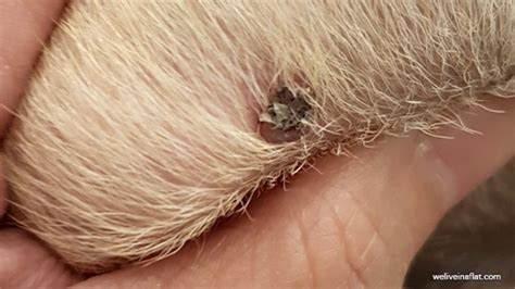 A Black Lump On The Dog And Its Not A Tick What Is A Viral