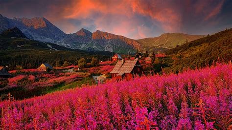 Flowers Mountains Sunrise Free Photo On Pixabay
