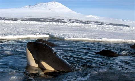Awesome Orcas 7 Great Spots To See Killer Whales In The Wild Wanderlust