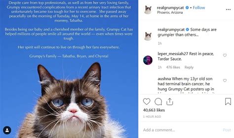 Grumpy Cat Died From Uti Complications After 7 Years And Millions Of