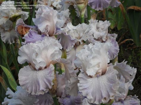 Plantfiles Pictures Tall Bearded Iris Haunted Heart Iris By Rshadlow