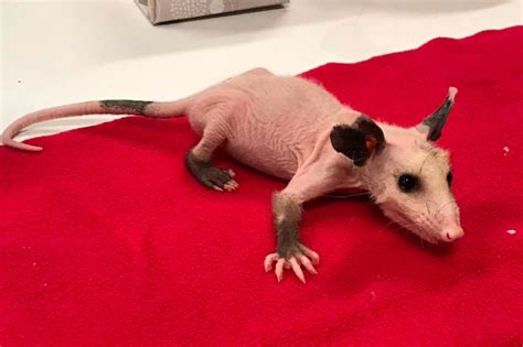 Rare Hairless Opossum At Wildlife Center Gets ‘winter Wardrobe