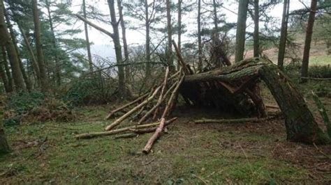 Fallen Tree Shelter Survival World