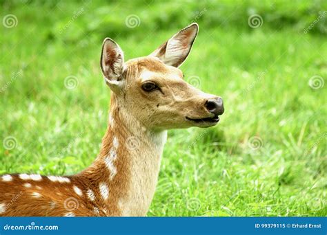 Female Sika Deer Stock Image Image Of Nippon Nature 99379115
