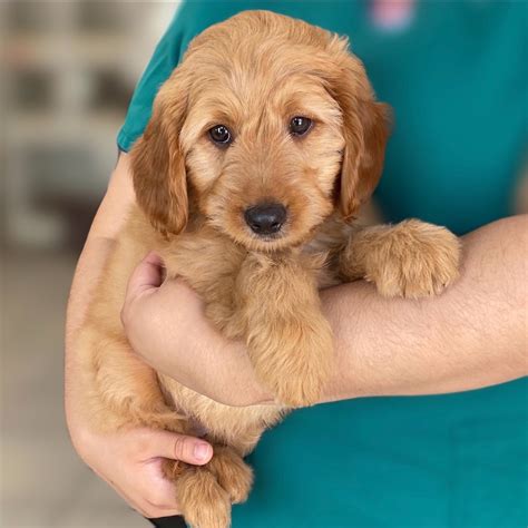 F1 MINI GOLDENDOODLE | FEMALE | ID:0157-JY ? Central Park Puppies