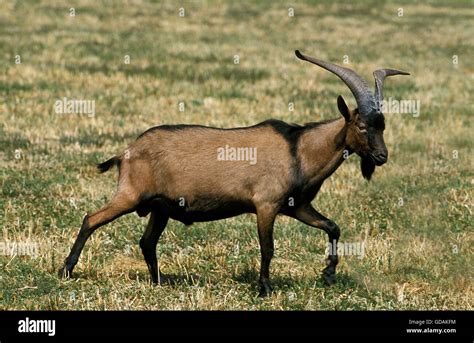 Alpine Chamoisee Goat A French Breed Billy Goat Stock Photo Alamy