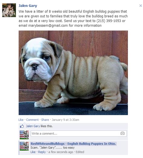 Check spelling or type a new query. Facebook Puppy Scams Rising