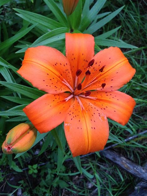 Tiger Lily Flower Daylily · Free Photo On Pixabay