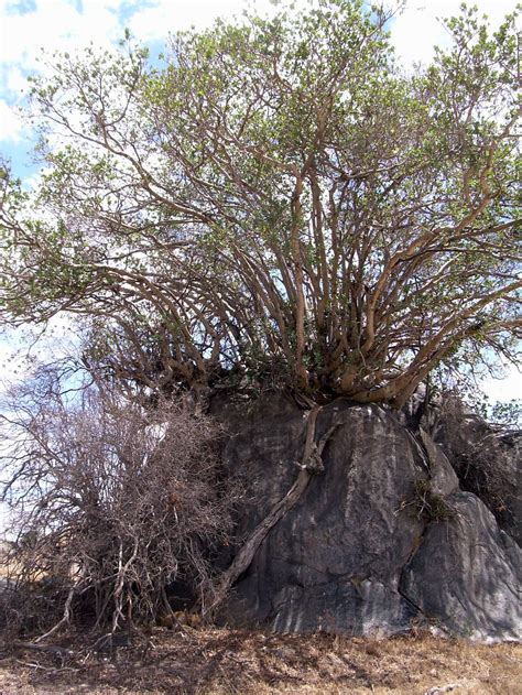 An Acacia Tree Grows Defiantly From A Rock Outcropping In The Serengeti