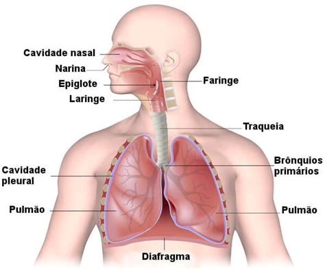 Sistema Respiratorio Anatomia Humana I Porn Sex Picture