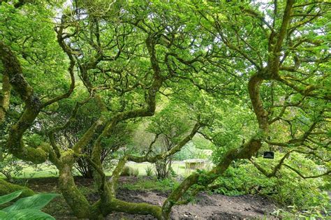 11 Tipos De árboles Japoneses Para Exterior Jardineria On