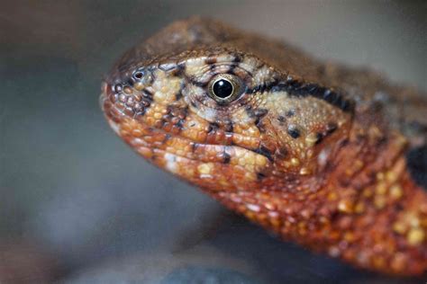 13 Rare And Endangered Types Of Lizards