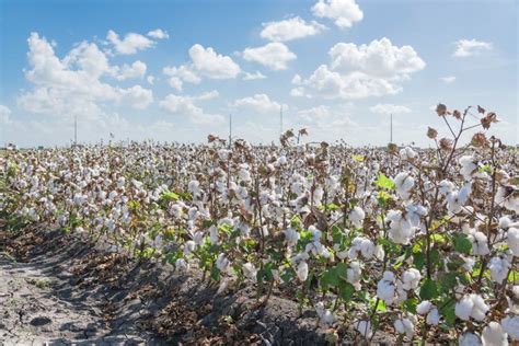 Row Of Cotton Fields Ready For Harvesting In South Texas Usa Stock