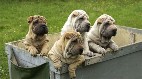 10 Wrinkly Facts About The Shar Pei Mental Floss