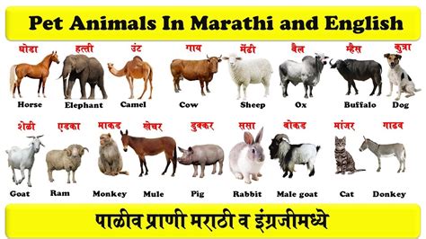 Pet Animals In English And Marathi With Pdf पाळीव प्राणी Pranyanchi
