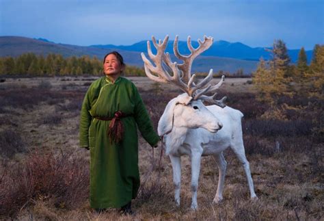 stunning pictures of mongolian reindeer herders international centre for reindeer husbandry icr