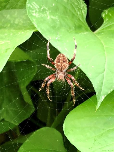 Unidentified Spider In Cincinnati Ohio United States