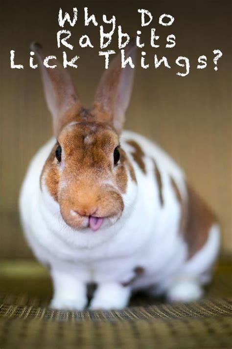 Why Do Rabbits Lick Things And When To Be Concerned About It