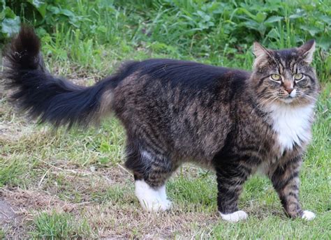 Top 12 Fun Norwegian Forest Cat Facts Animal Stratosphere