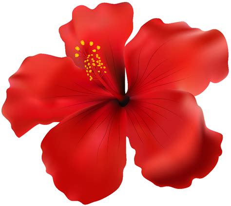 Red Hibiscus Png Clip Art Free Watercolor Flowers Vintage Flowers