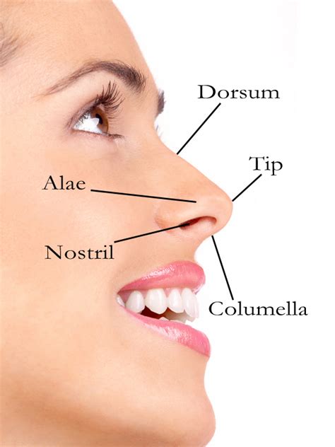 Later, this role in retaining moisture enables conditions for alveoli to properly birds have a similar nose to reptiles, with the nostrils located at the upper rear part of the beak. An Introduction to Rhinoplasty, or the Nose Job - Chow ...