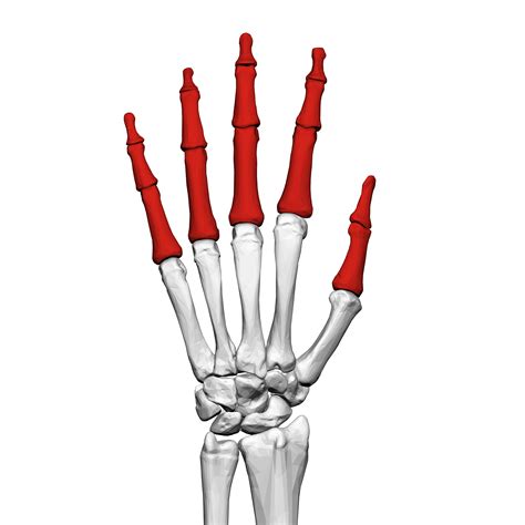 Filephalanges Of The Hand Left Hand 02 Dorsal Viewpng