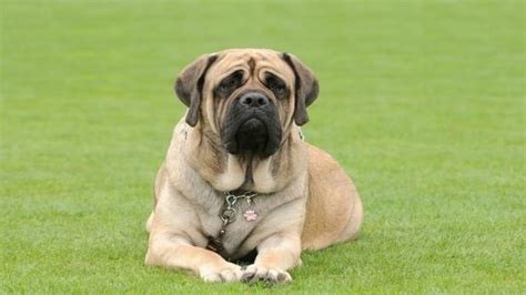 Different Mastiffs Breeds With Pictures How Pet Care