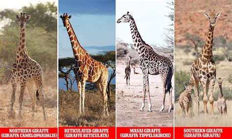 Giraffes Have Four Distinct Species Genome Study Reveals Daily Mail