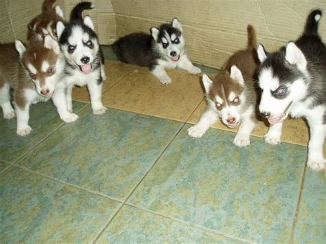 Why buy a puppy or dog when you can adopt all breeds, sizes and ages for absolutely free. husky puppies for sale SOLD FOR SALE ADOPTION from ...