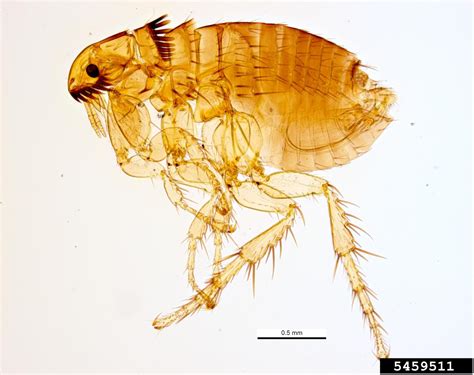 Cat Flea Ctenocephalides Felis