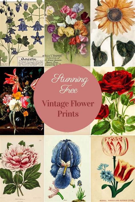 An Image Of Vintage Flower Prints With Text Overlaying The Top That