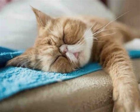 Do Persian Cats Sleep So Much 7 Reasons Explained My Persian Cat