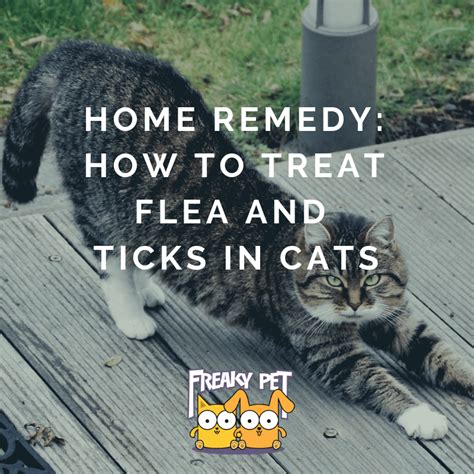 Home Remedy How To Treat Flea And Ticks In Cats Freaky Pet