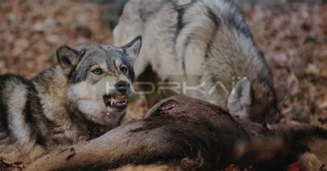 Long Close Shot Of 2 Wolves Feasting On A Carcass Snarling Slow